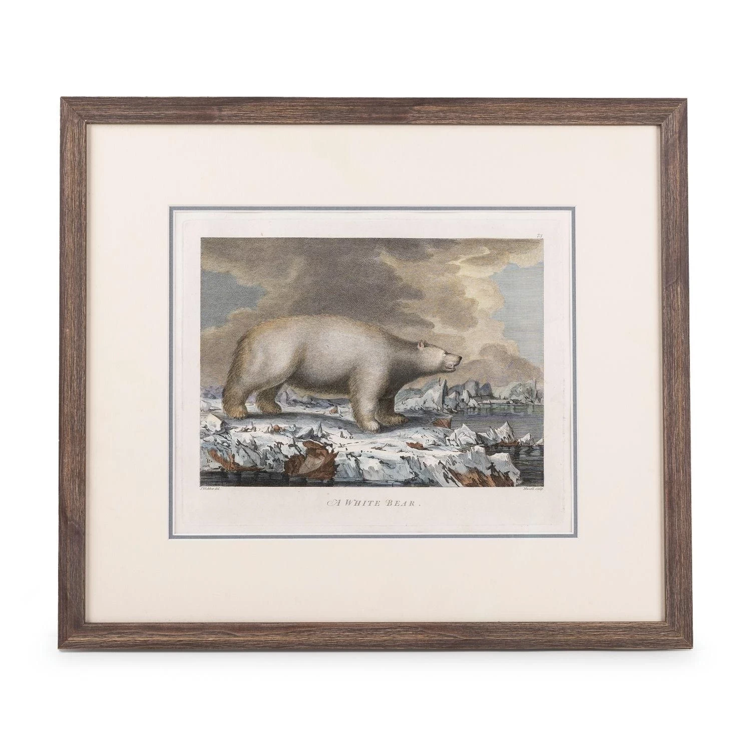 Un orso bianco